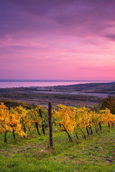 Colorful,Sunset,Over,Vineyards,At,Lake,Balaton,,Hungary
